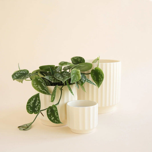Monroe Pot - Vintage White - Hidden Seed Plant Shop