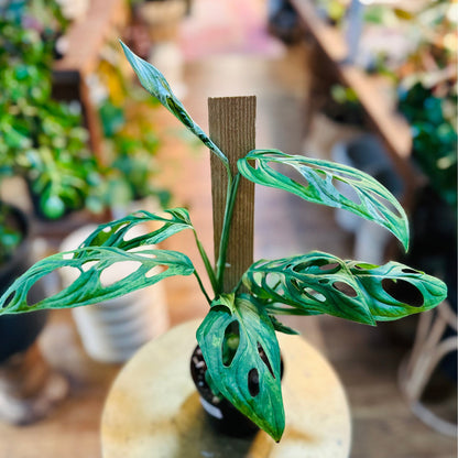 Monstera Adansonii Mint Variegated (Indonesia)-available at Hidden Seed Plant Shop