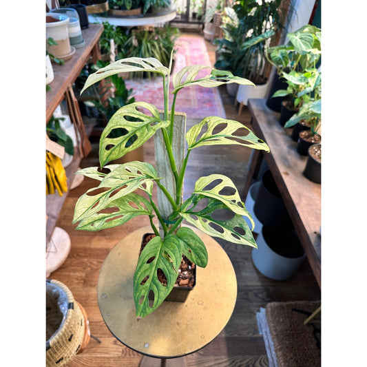 Monstera 'Albo' Adansonii Variegata-available at Hidden Seed Plant Shop