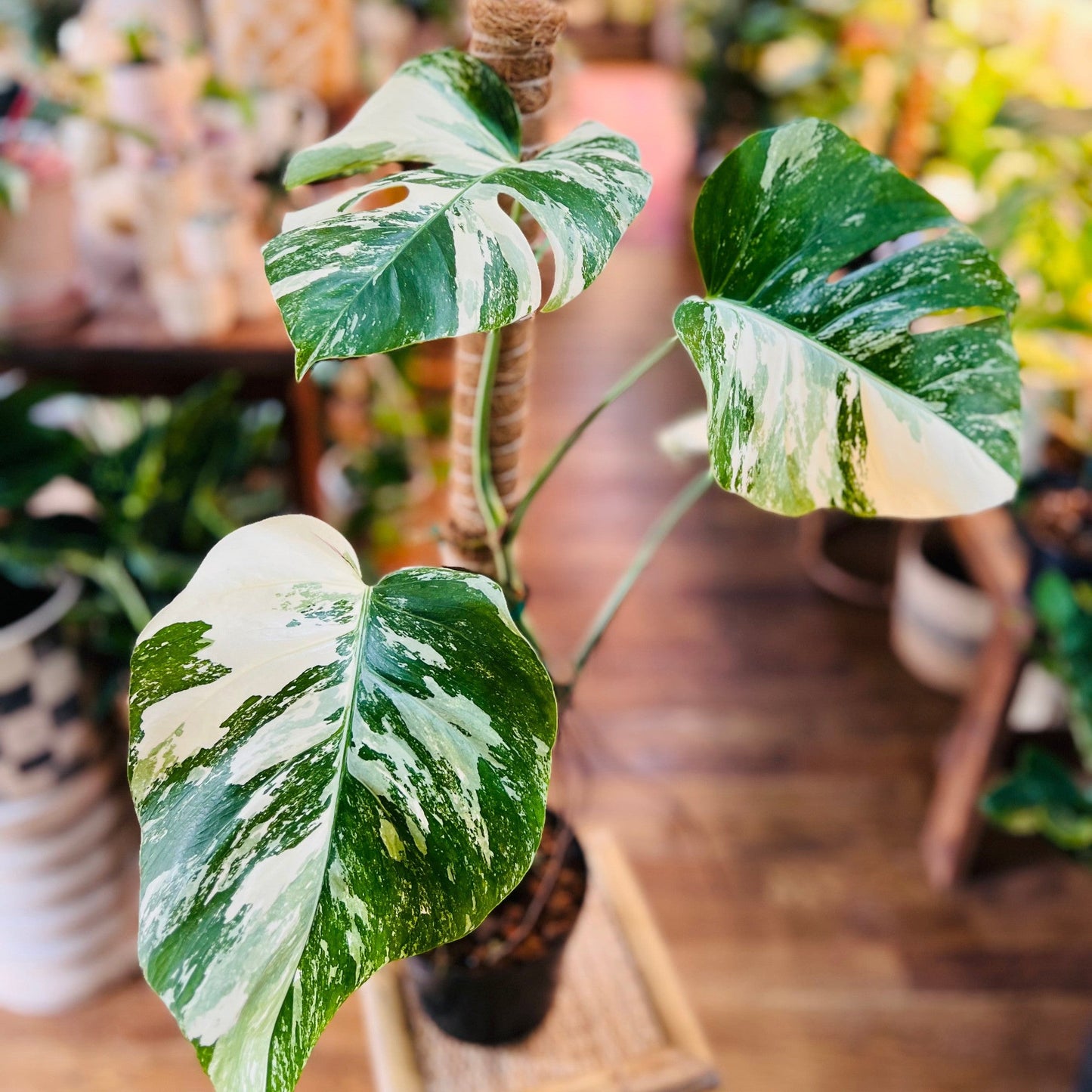 Monstera Albo Variegated 8”-available at Hidden Seed Plant Shop