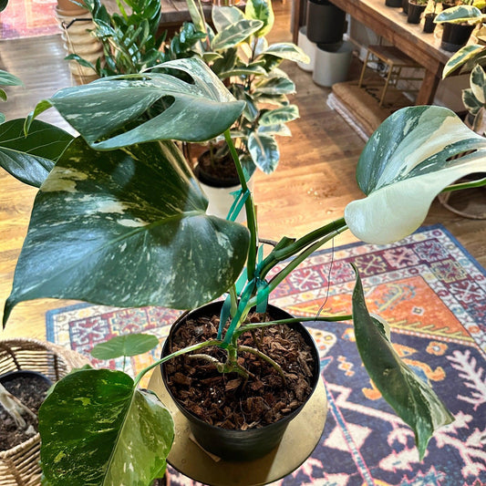Monstera ‘Albo Variegated’ (Deliciosa Borsigiana) 8” #V4-available at Hidden Seed Plant Shop