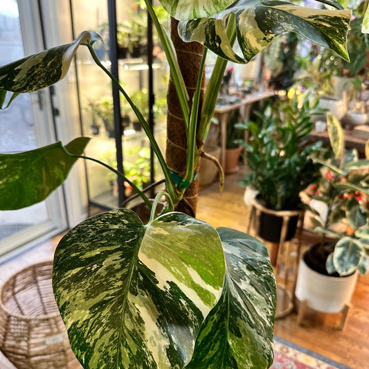 Monstera ‘Albo Variegated’ (Deliciosa Borsigiana) 8” #V6-available at Hidden Seed Plant Shop