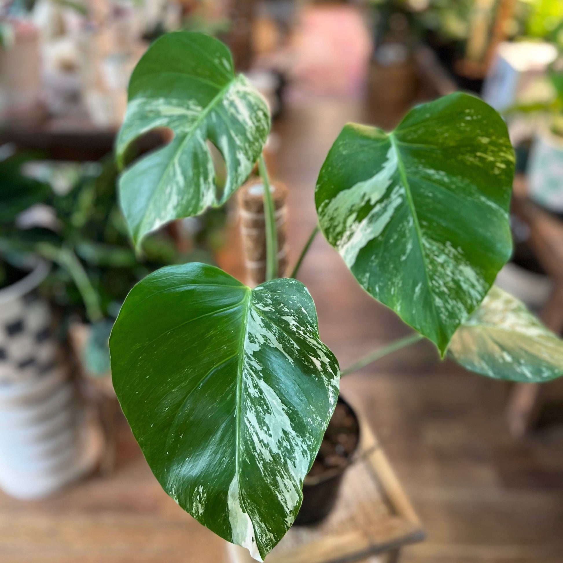 Monstera Albo Variegated-available at Hidden Seed Plant Shop