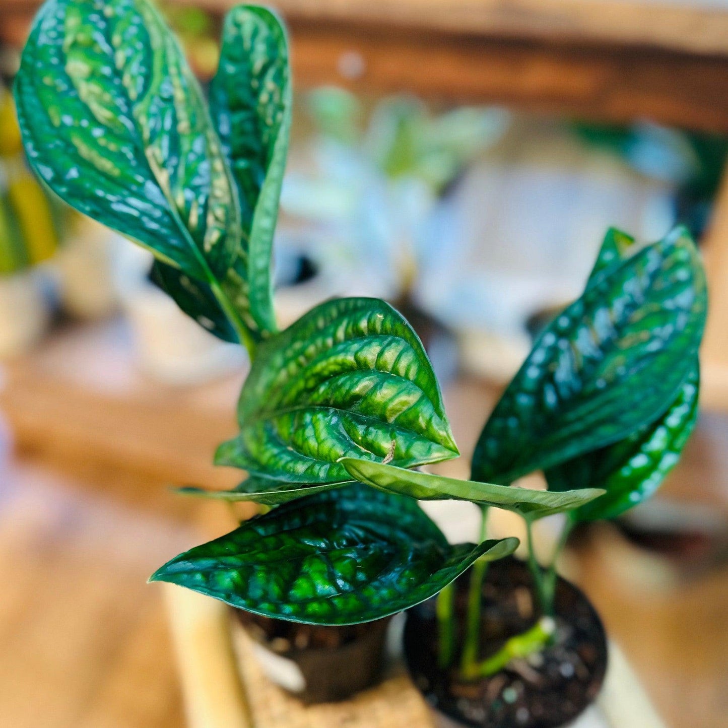 Monstera 'Peru'-available at Hidden Seed Plant Shop