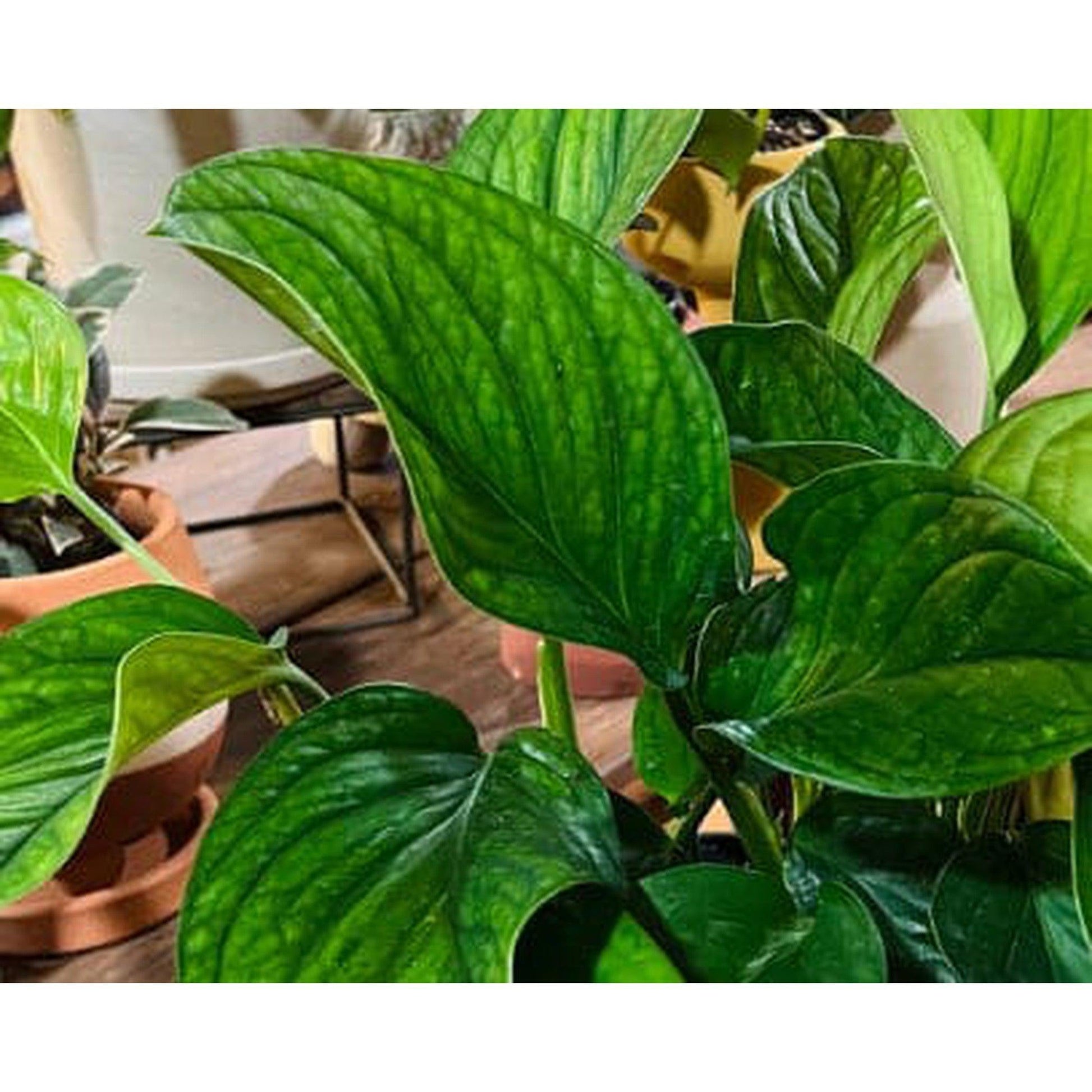 Monstera ‘Pinnatipartita Siam'-available at Hidden Seed Plant Shop