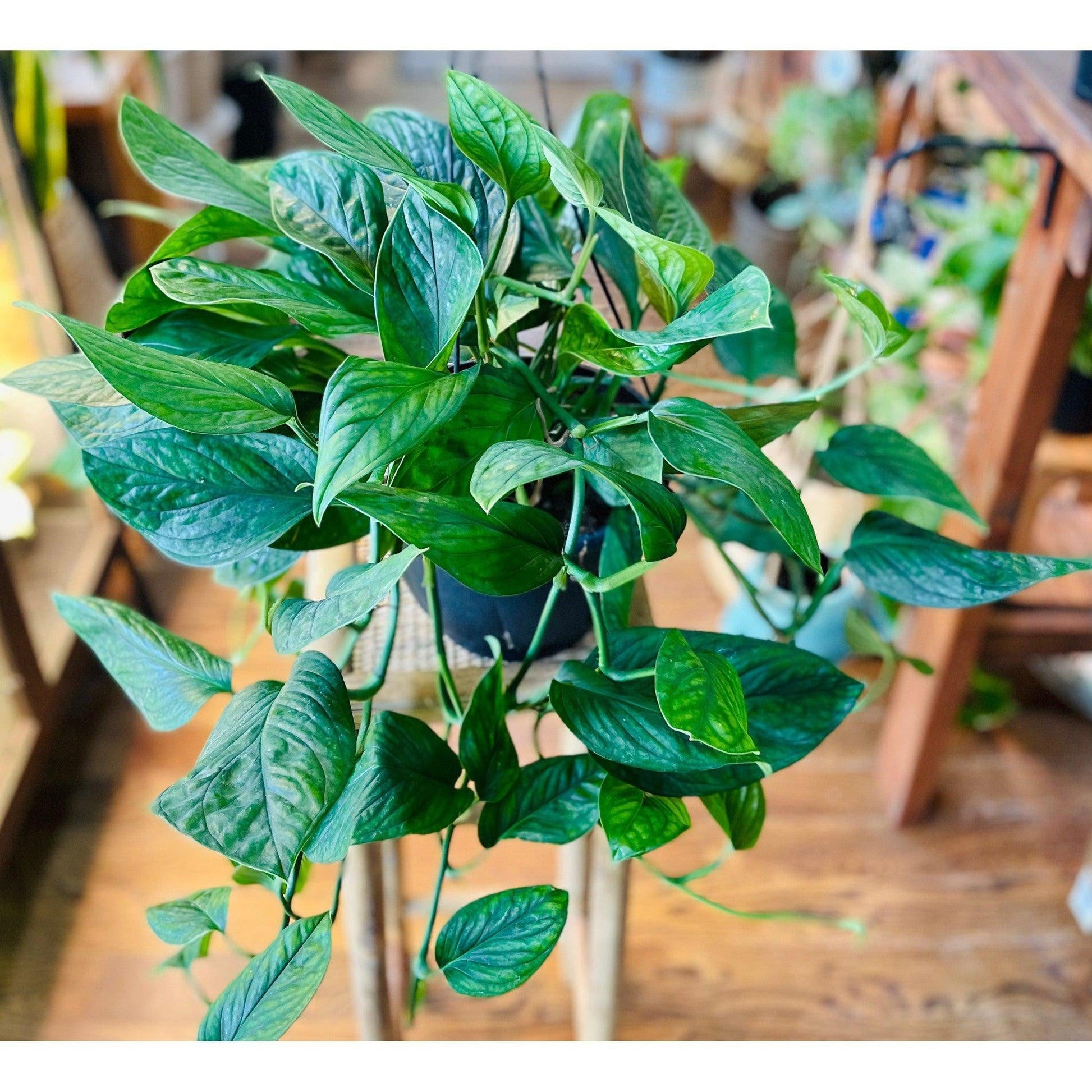 Monstera ‘Pinnatipartita Siam'-available at Hidden Seed Plant Shop