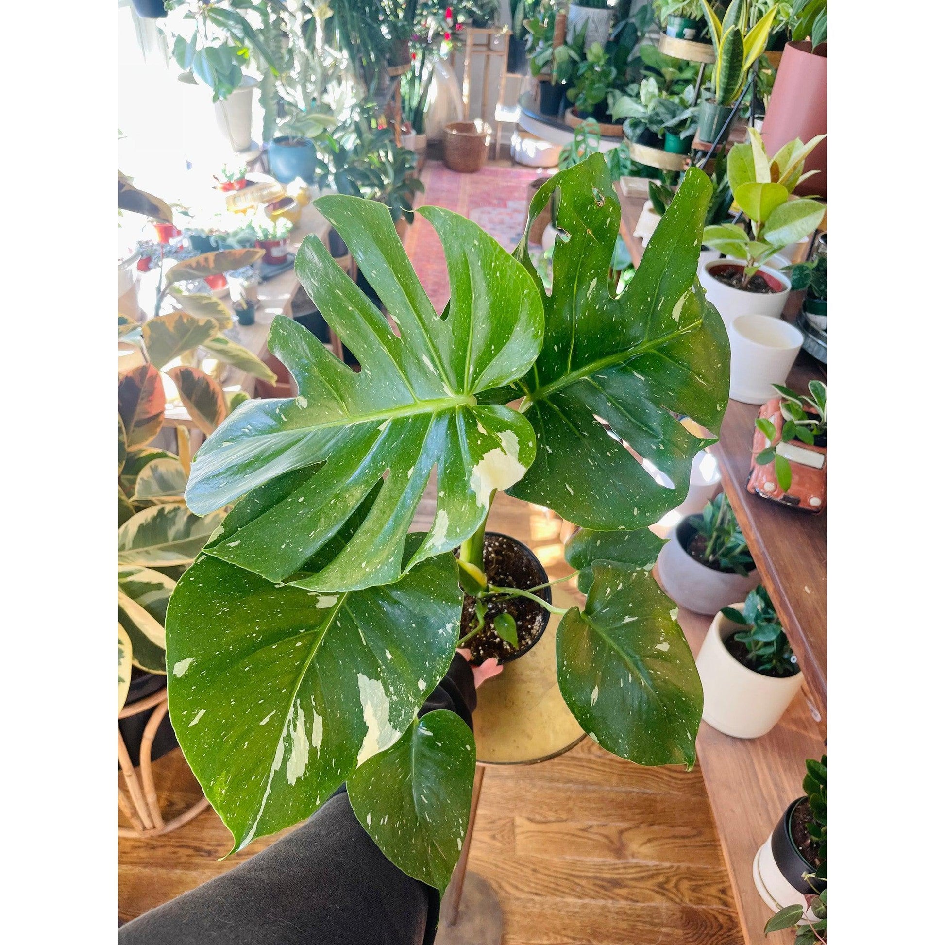 Monstera ‘Thai Constellation'-available at Hidden Seed Plant Shop