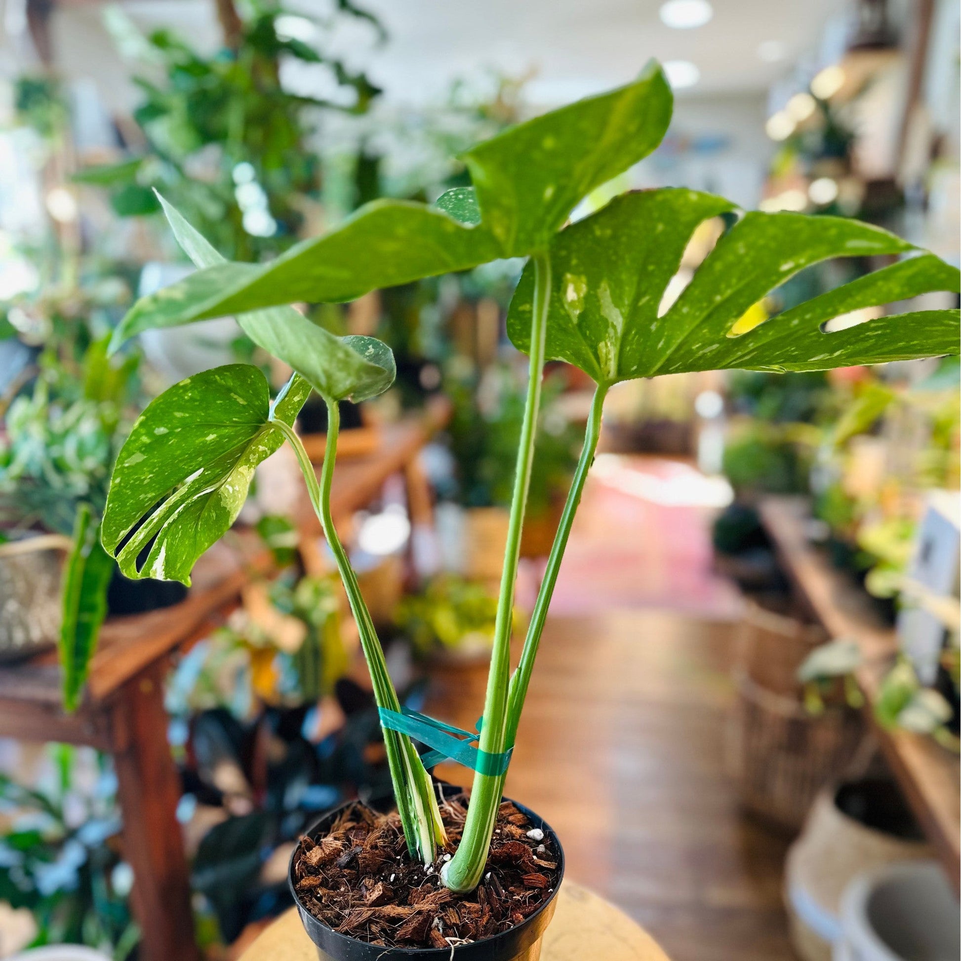 Monstera Thai Constellation 6”-available at Hidden Seed Plant Shop