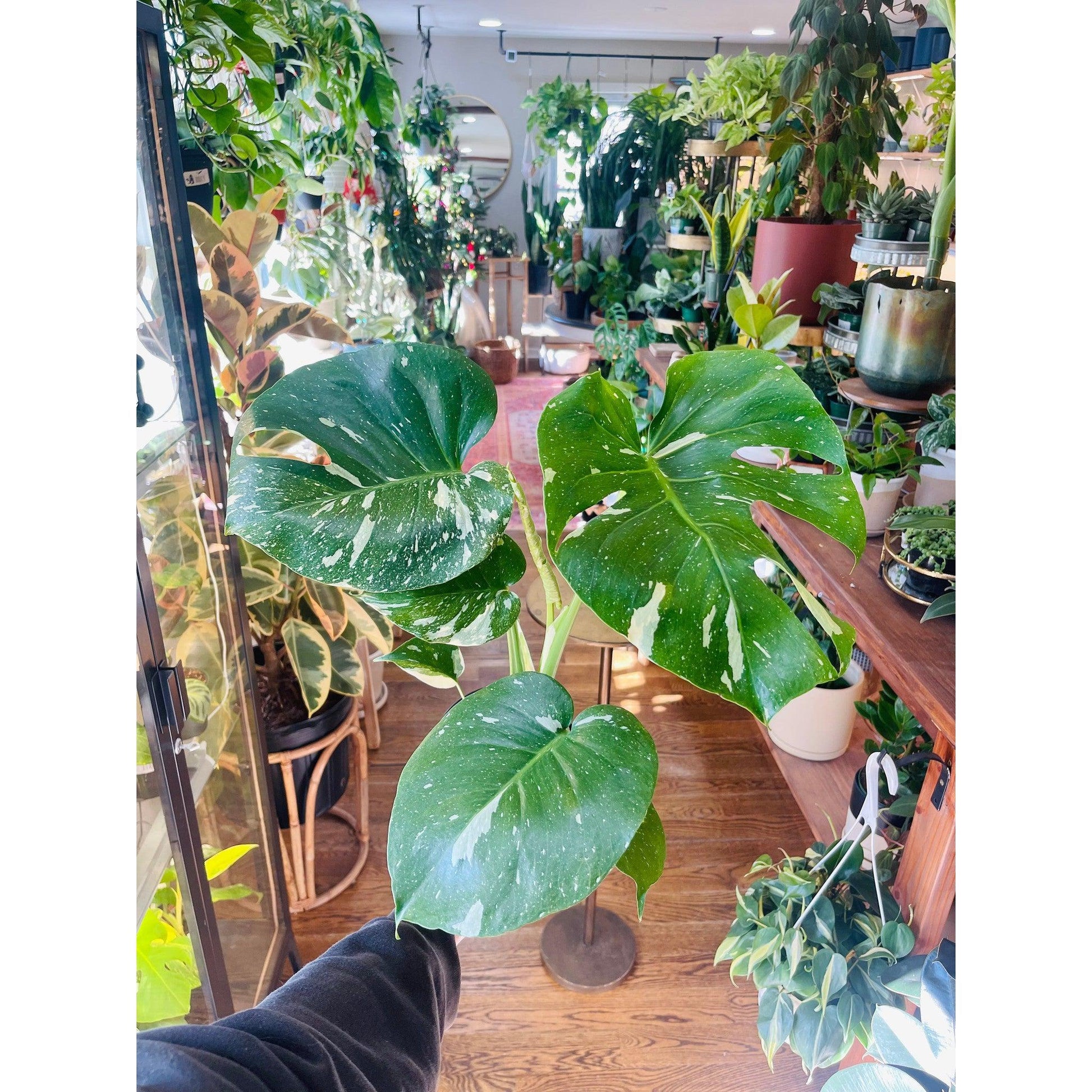 Monstera ‘Thai Constellation'-available at Hidden Seed Plant Shop