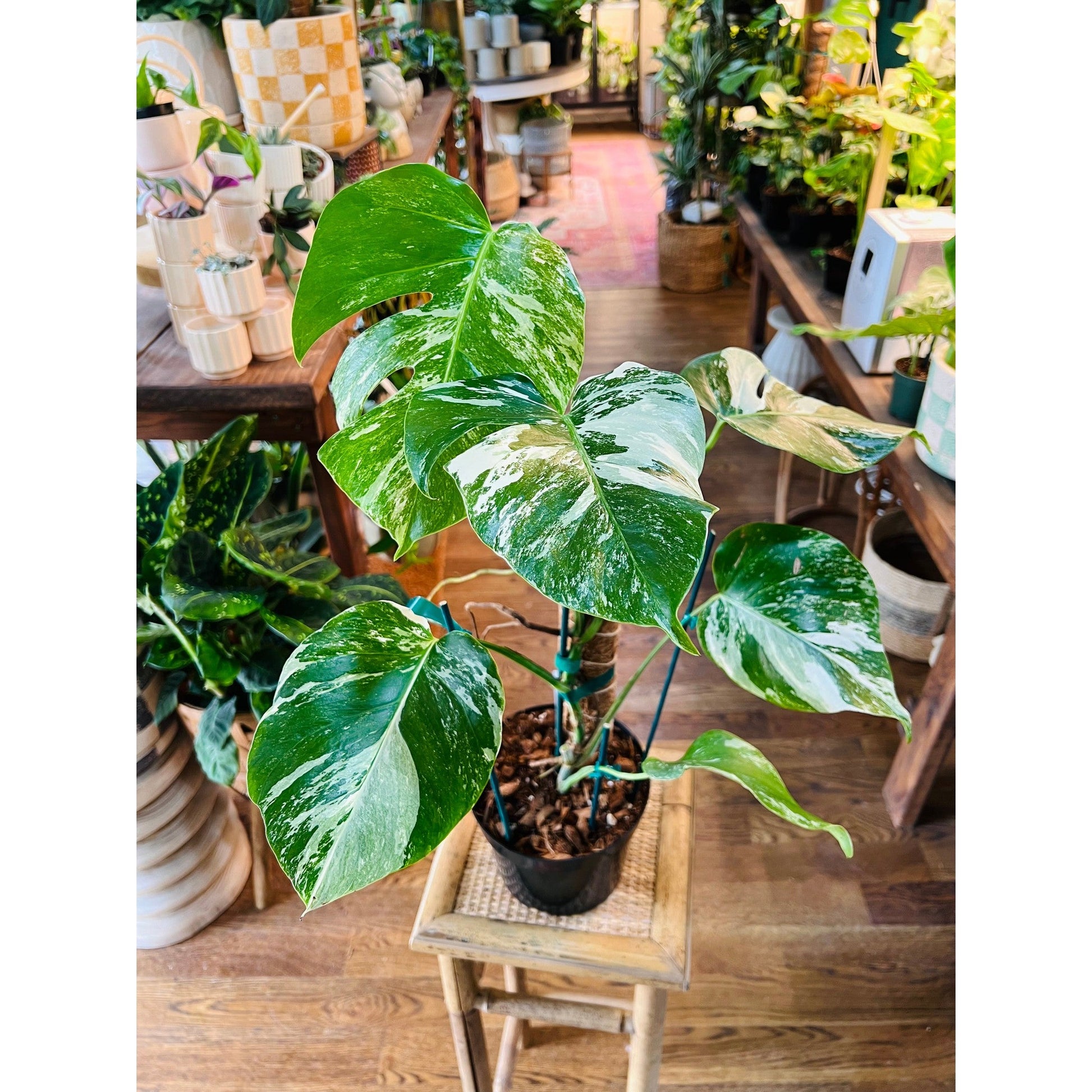 Monstera albo variegated 8”-available at Hidden Seed Plant Shop