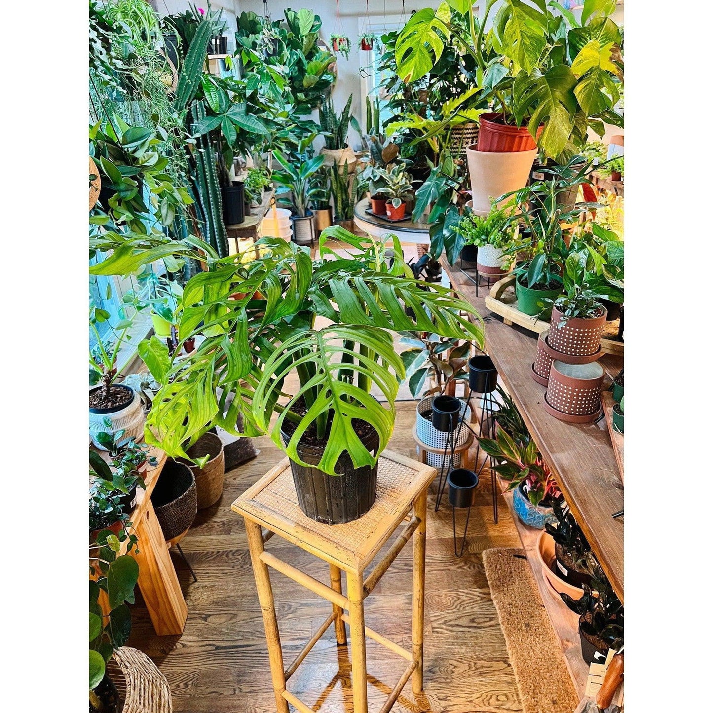 Monstera (Esqueleto) - Hidden Seed Plant Shop