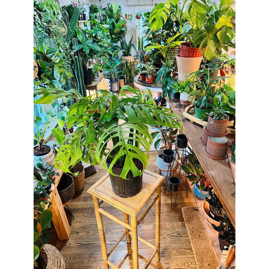 Monstera (Esqueleto) - Hidden Seed Plant Shop