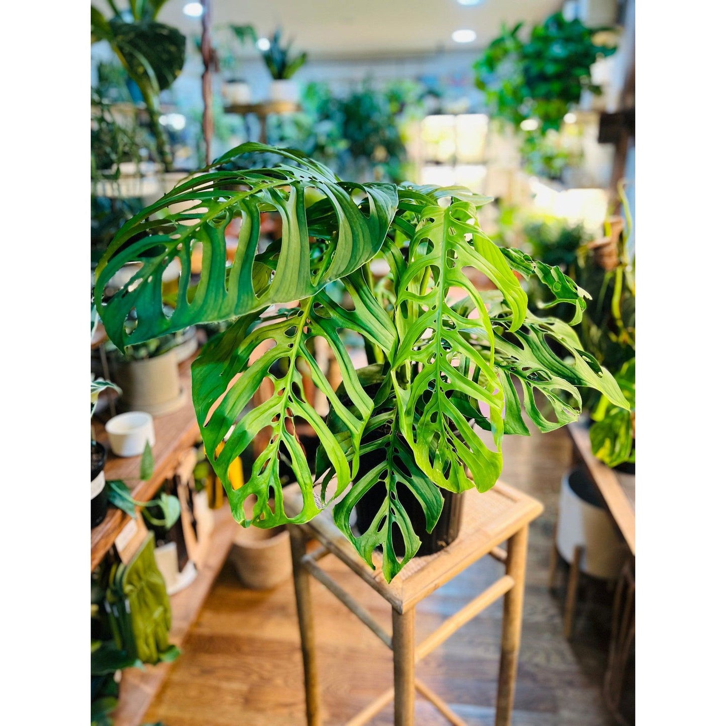 Monstera (Esqueleto) - Hidden Seed Plant Shop