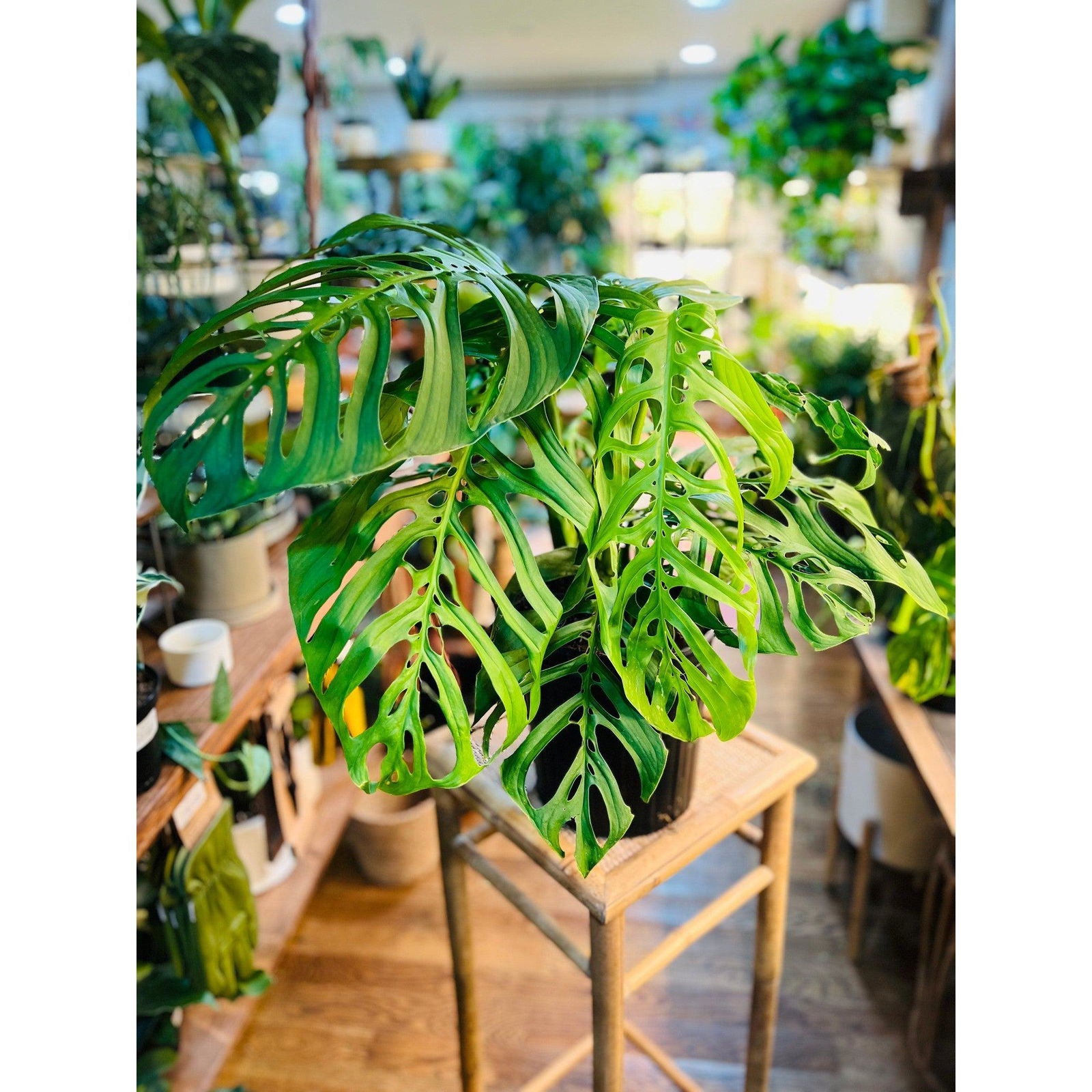Monstera (Esqueleto) - Hidden Seed Plant Shop