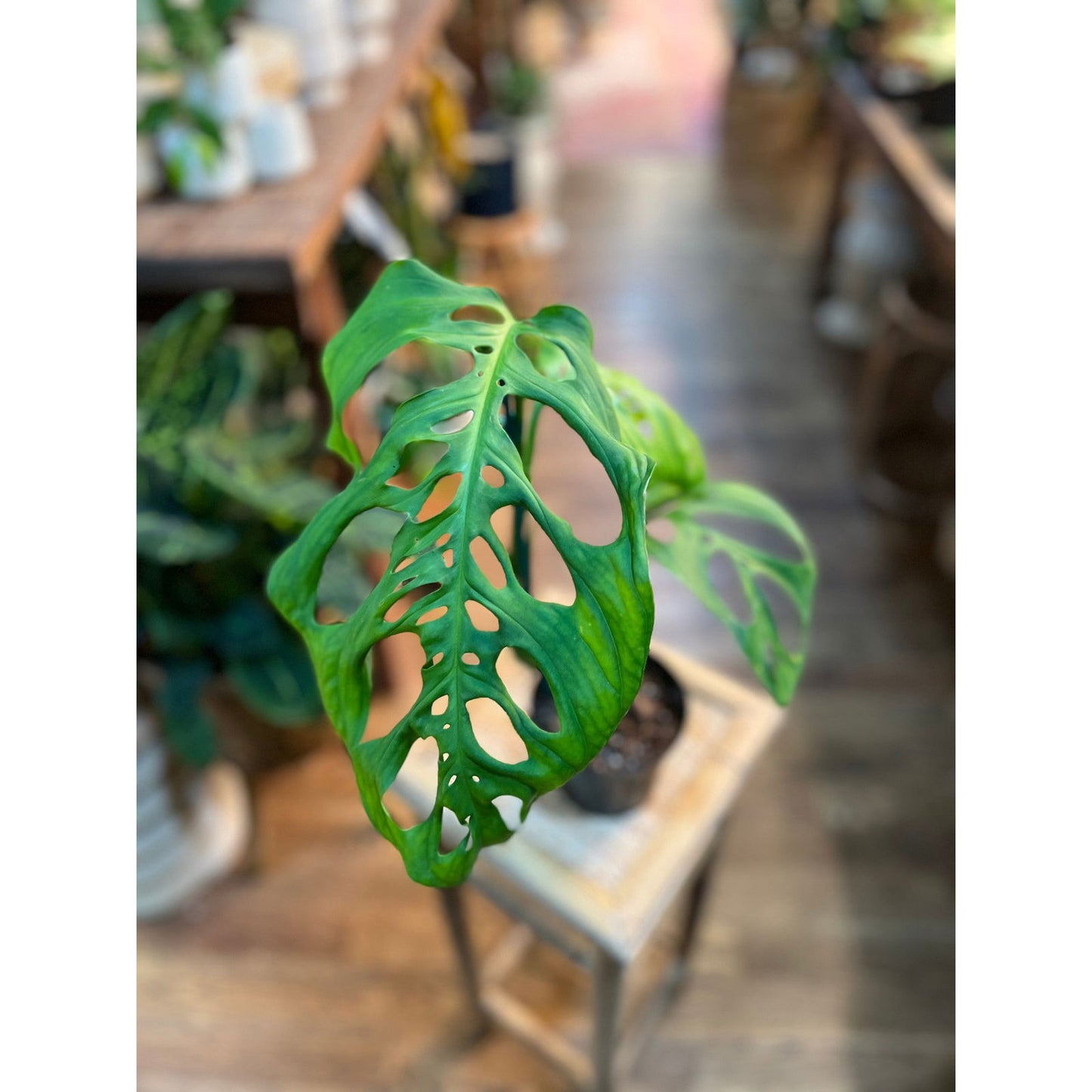 Monstera (Esqueleto) - Hidden Seed Plant Shop