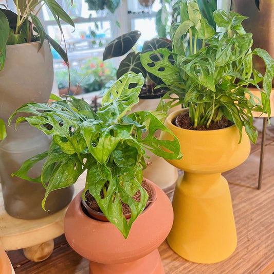 Monstera 'Swiss Cheese Vine' (Adansonii) - Hidden Seed Plant Shop