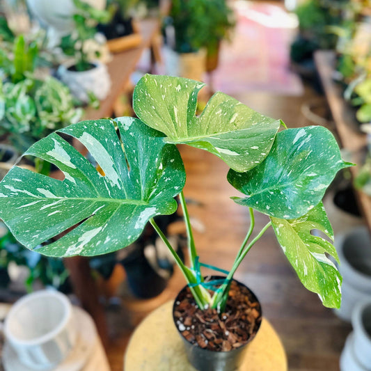 Monstera Thai Constellation 6” - Hidden Seed Plant Shop