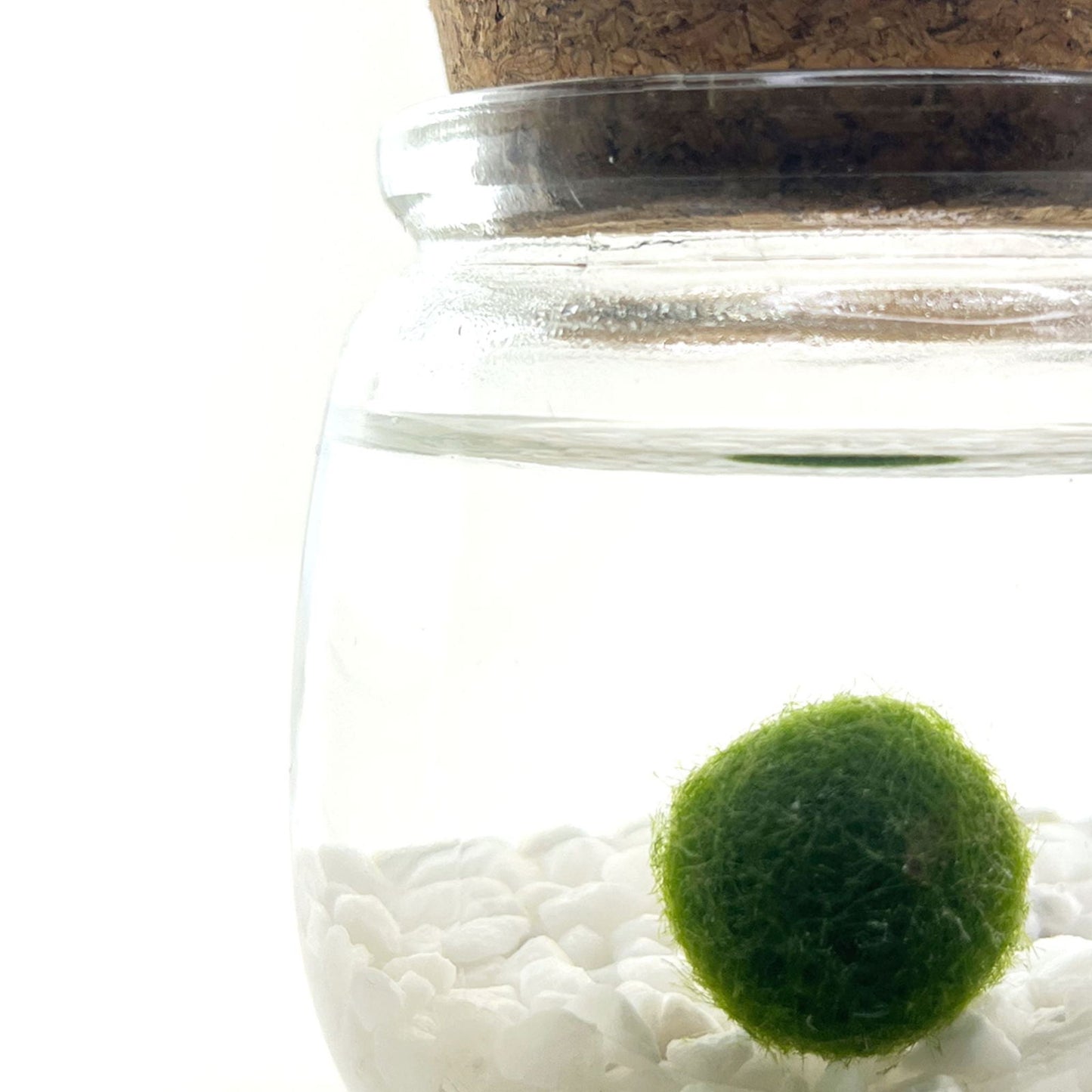 Moss Amigo 'Chico' - Hidden Seed Plant Shop