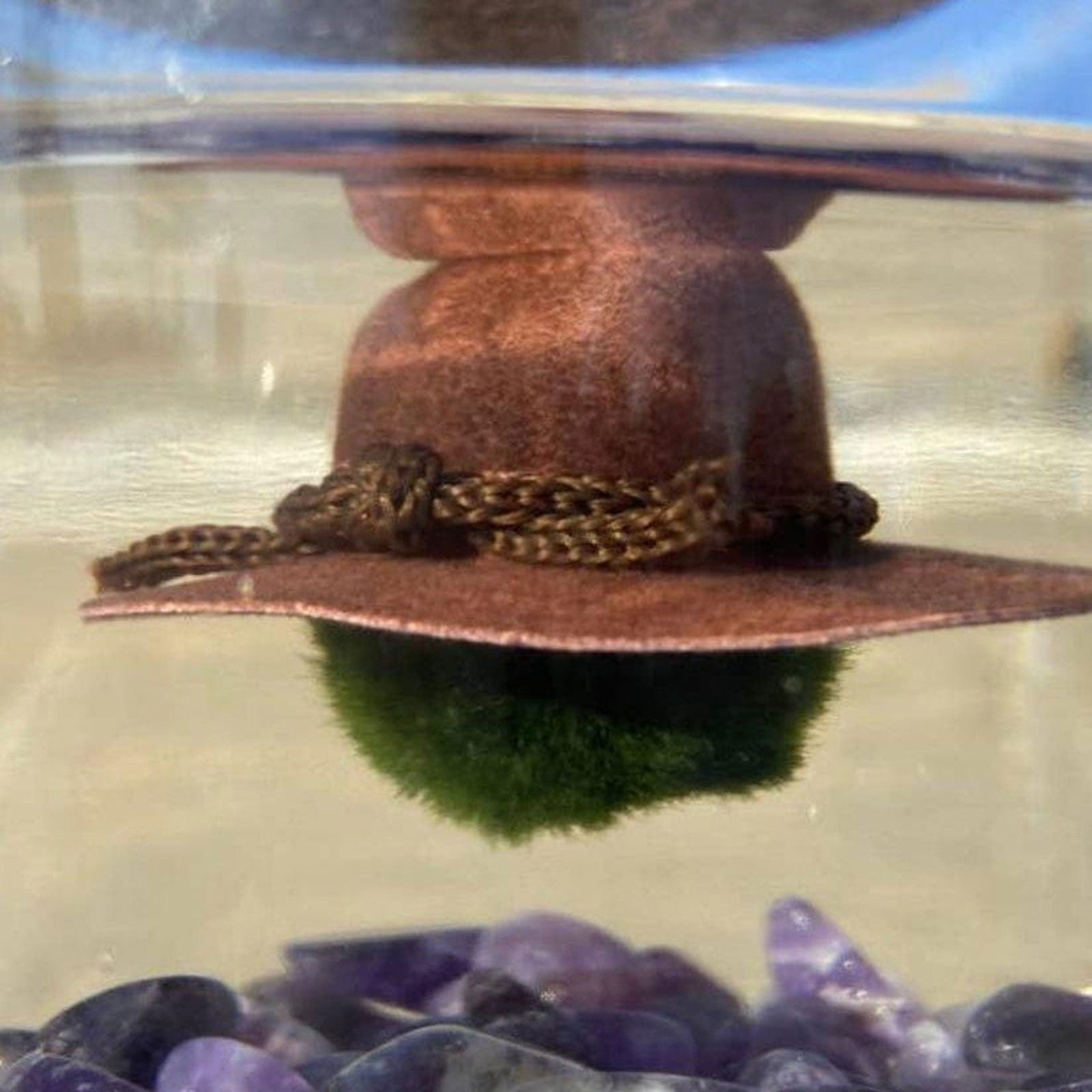 Moss Ball ‘Caballeros/ Cowboy Hats’ - Hidden Seed Plant Shop