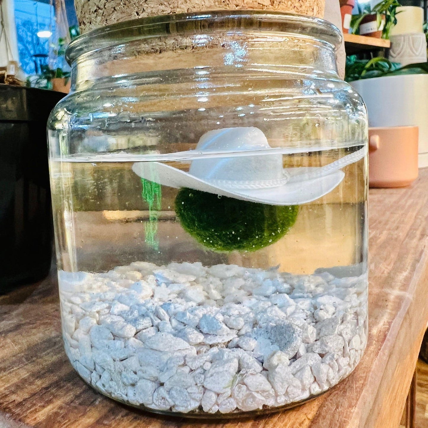 Moss Ball ‘Caballeros/ Cowboy Hats’ - Hidden Seed Plant Shop