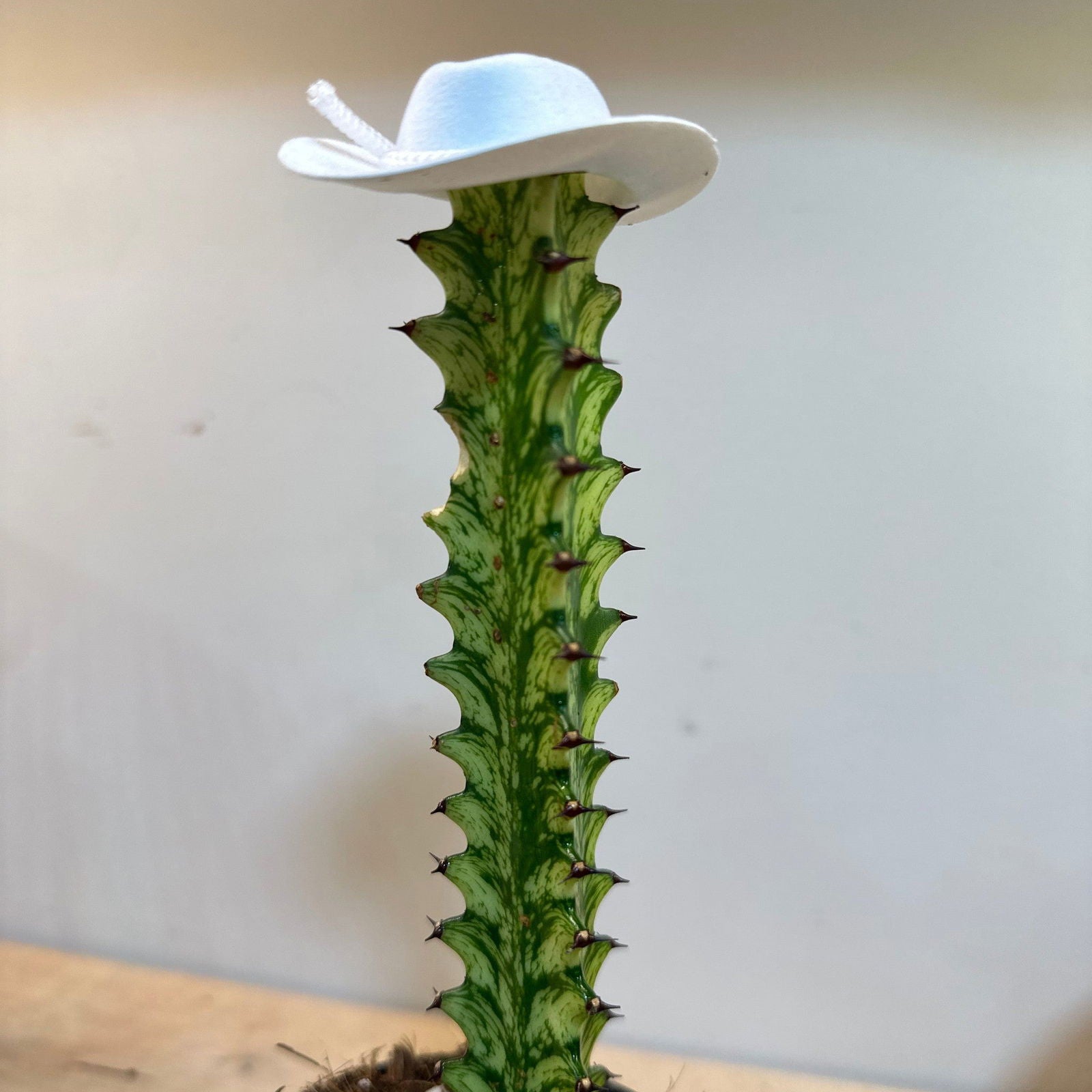 Moss Ball ‘Caballeros/ Cowboy Hats’ - Hidden Seed Plant Shop