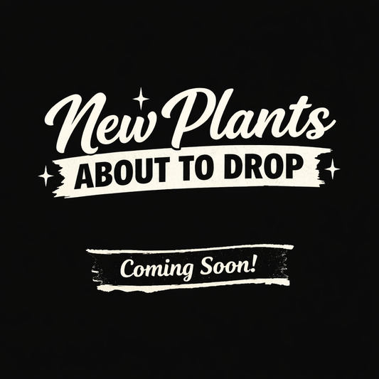 Anthurium 'Red Crystallinum F3 x Michelle x Zara'