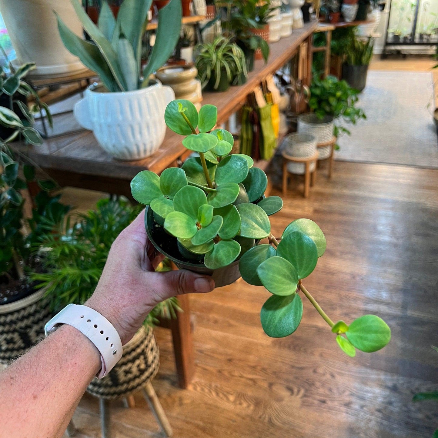 Peperomia 'Hope' (Rotundifolia)-available at Hidden Seed Plant Shop