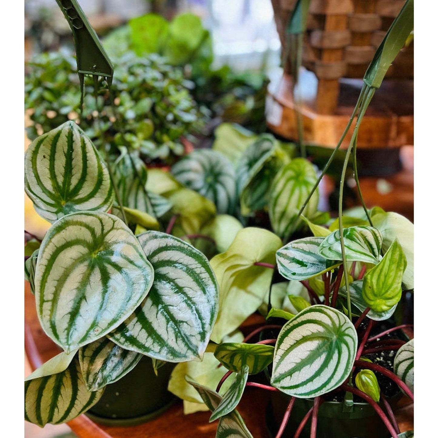 Peperomia (Watermelon) | 4"-available at Hidden Seed Plant Shop
