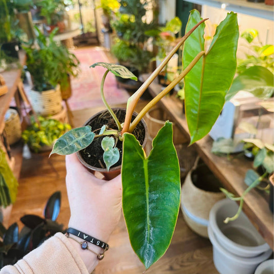 Philodendron Billietiae Croat-available at Hidden Seed Plant Shop