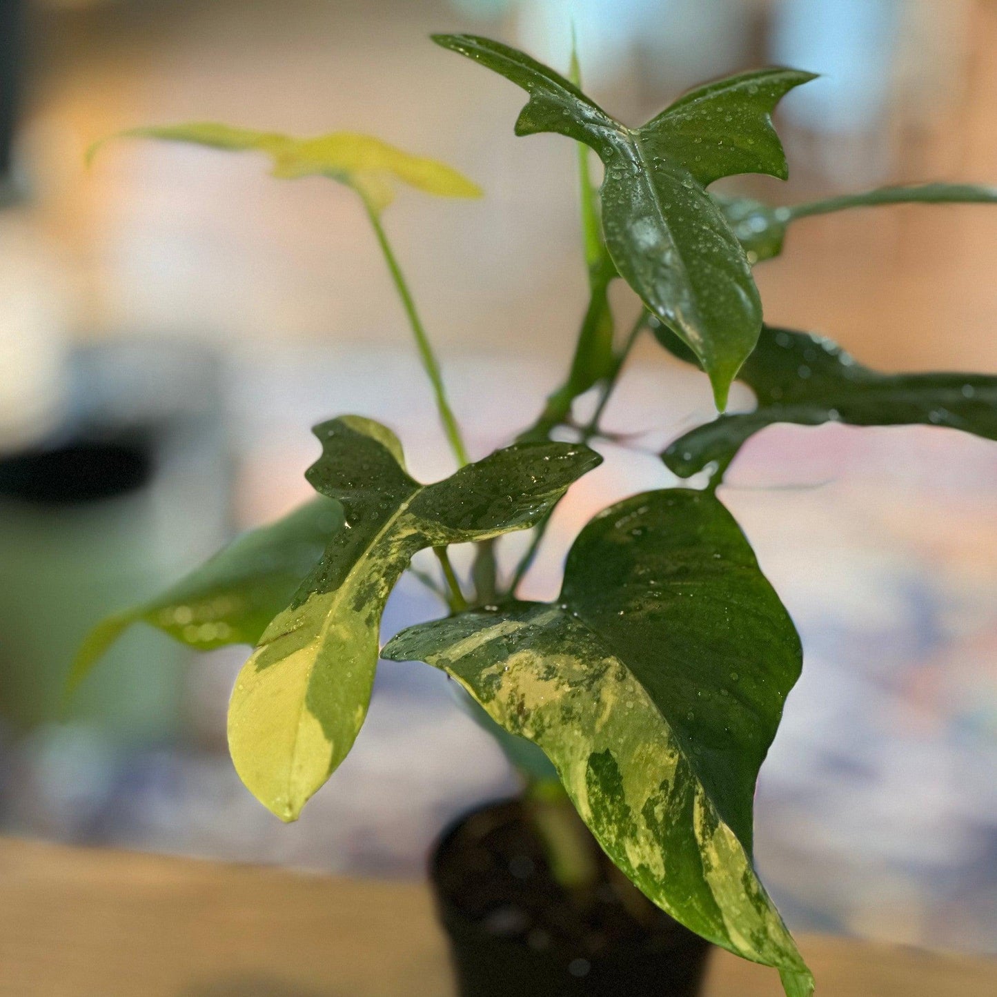Philodendron 'Bippenifolium Variegated'-available at Hidden Seed Plant Shop