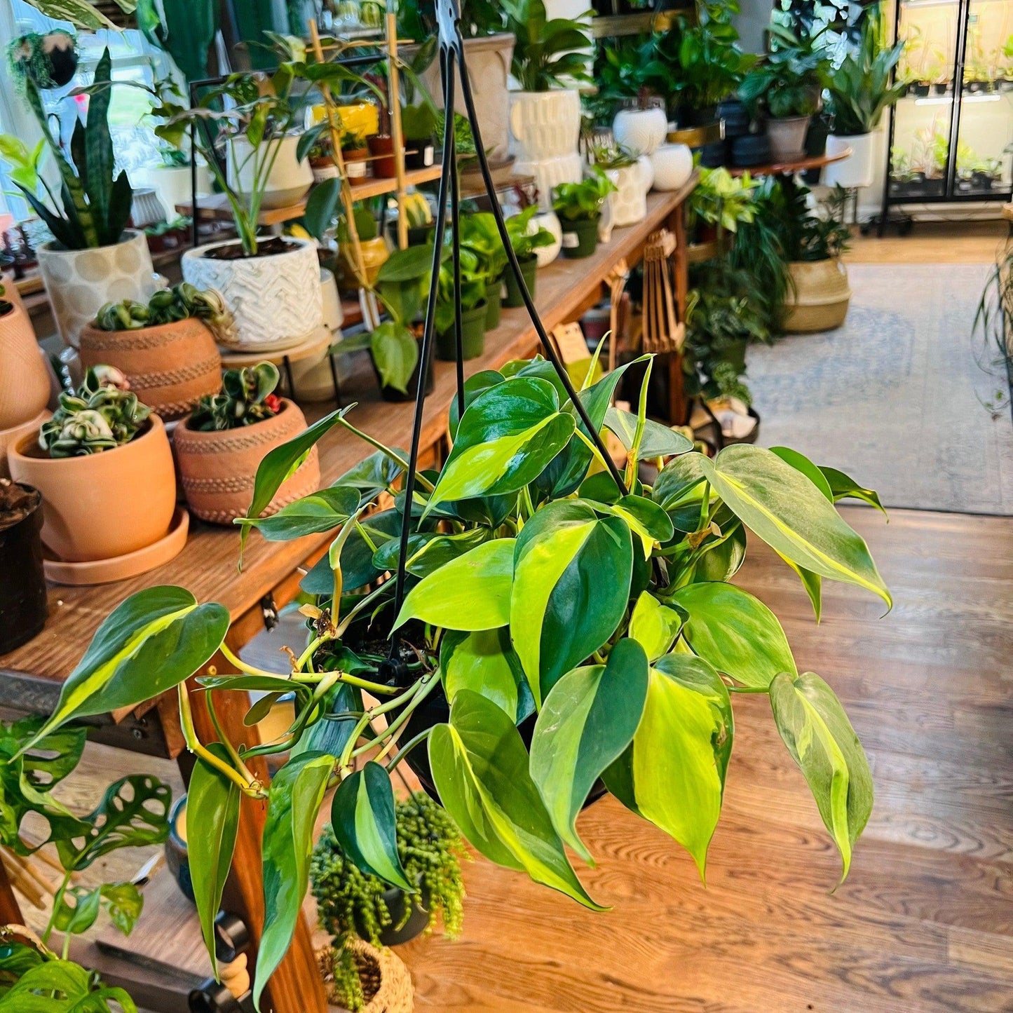 Philodendron 'Brazil'-available at Hidden Seed Plant Shop