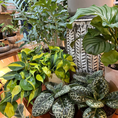 Philodendron 'Brazil'-available at Hidden Seed Plant Shop