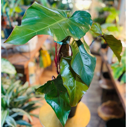 Philodendron Dark Lord-available at Hidden Seed Plant Shop