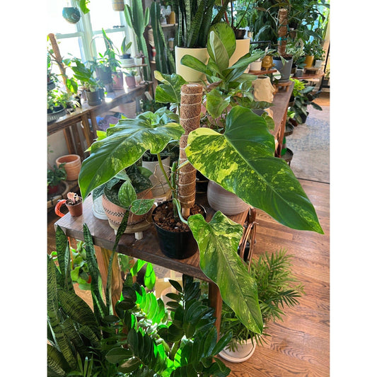 Philodendron (Domesticum Variegated) | 6"-available at Hidden Seed Plant Shop