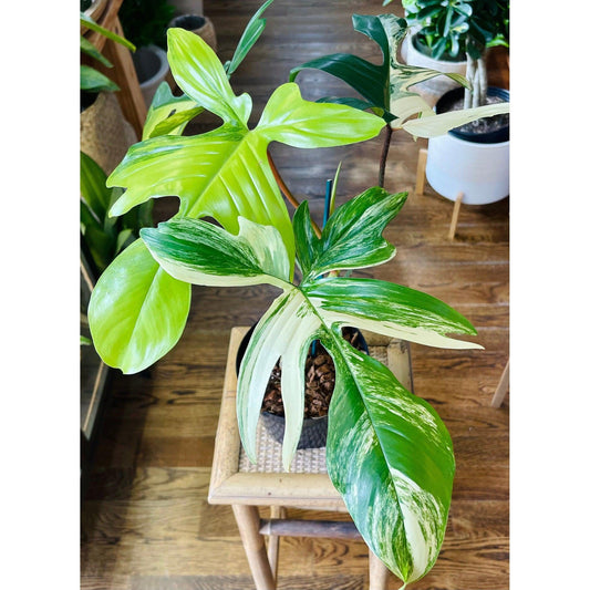 Philodendron 'Florida Beauty' High Var. | 6”-available at Hidden Seed Plant Shop