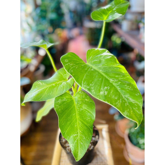 Philodendron (Giganteum Variegated) | 6”-available at Hidden Seed Plant Shop