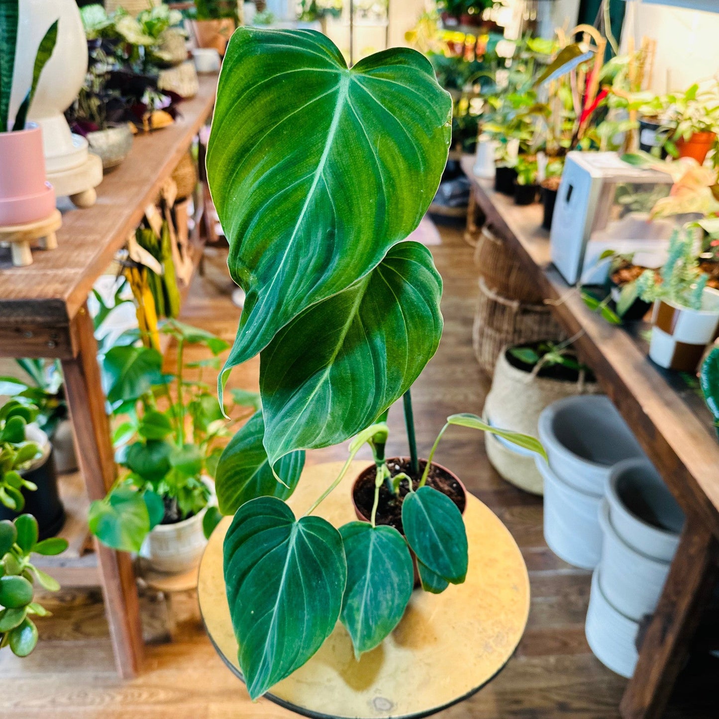Philodendron (Glorious) | 4"-available at Hidden Seed Plant Shop