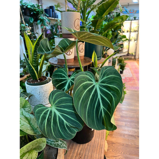 Philodendron ‘Gloriousum’-available at Hidden Seed Plant Shop