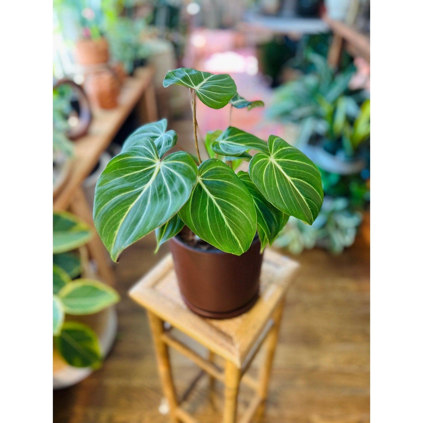 Philodendron ‘Gloriousum’-available at Hidden Seed Plant Shop