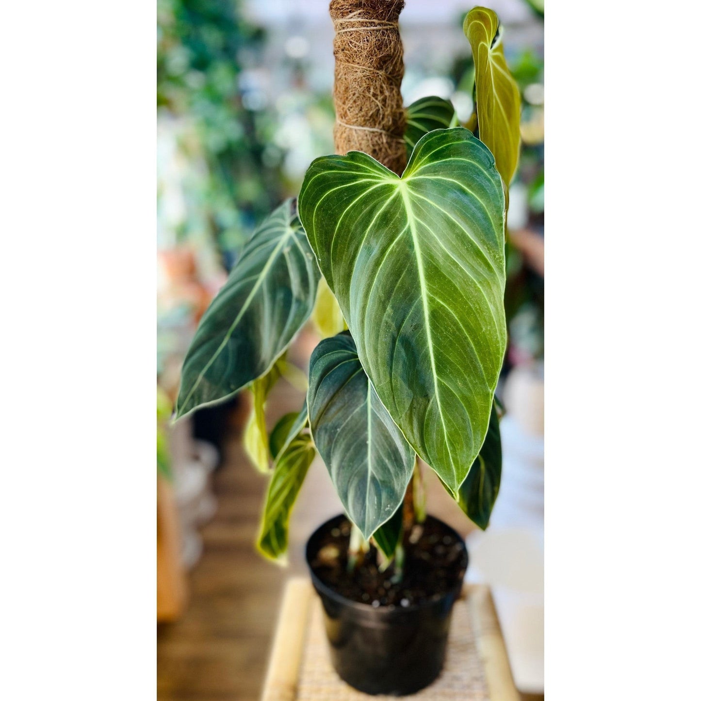 Philodendron ‘Melanochrysum’-available at Hidden Seed Plant Shop