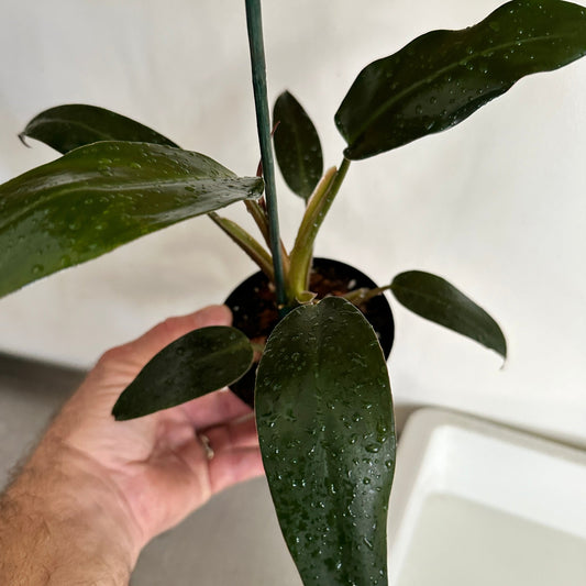 Philodendron ‘Mexicanum’-available at Hidden Seed Plant Shop