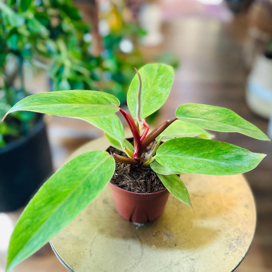 Philodendron ‘Painted Lady’-available at Hidden Seed Plant Shop