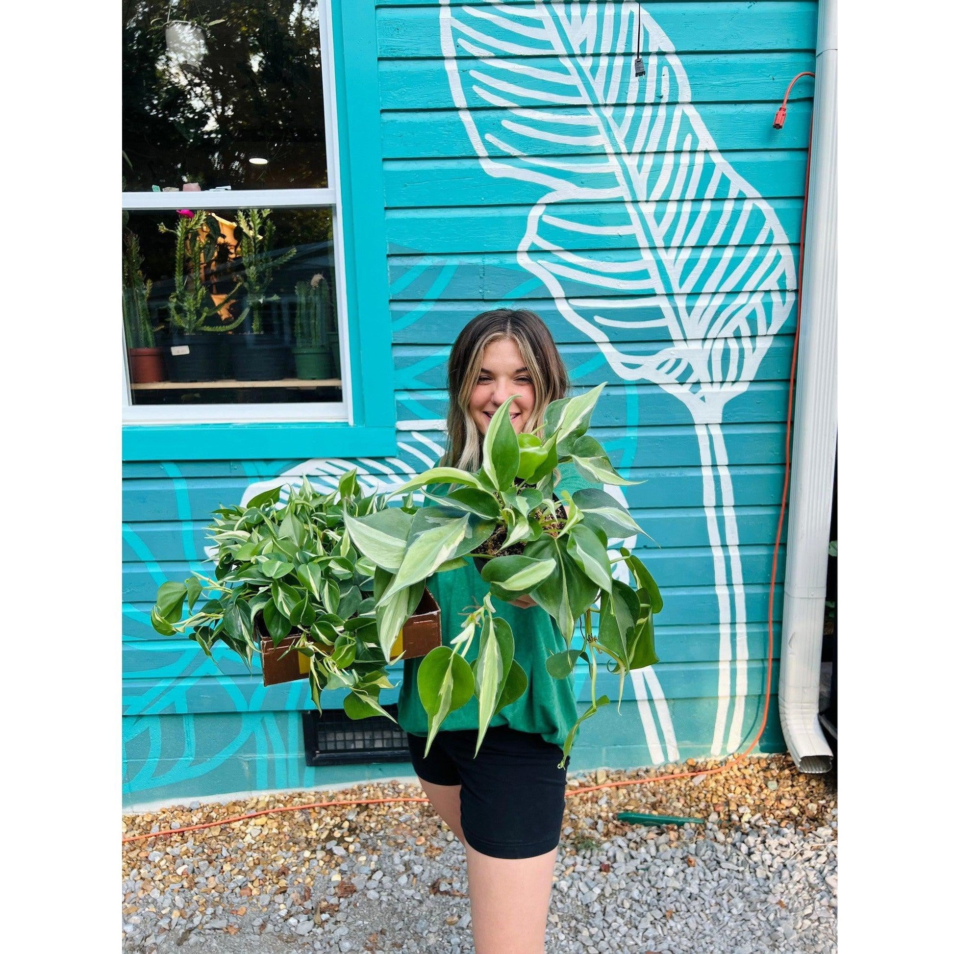Philodendron 'Silver Stripe’-available at Hidden Seed Plant Shop