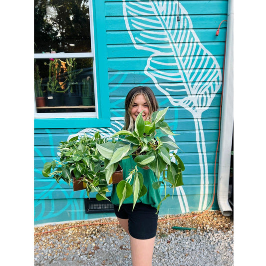 Philodendron 'Silver Stripe’-available at Hidden Seed Plant Shop