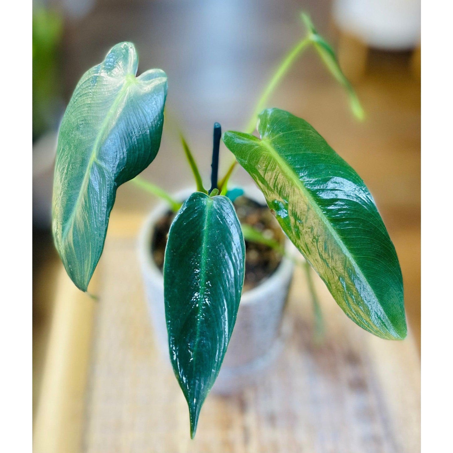 Philodendron ‘Spiritus Sancti’-available at Hidden Seed Plant Shop