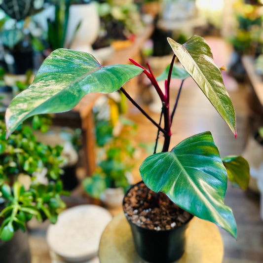 Philodendron Strawberry Shake-available at Hidden Seed Plant Shop