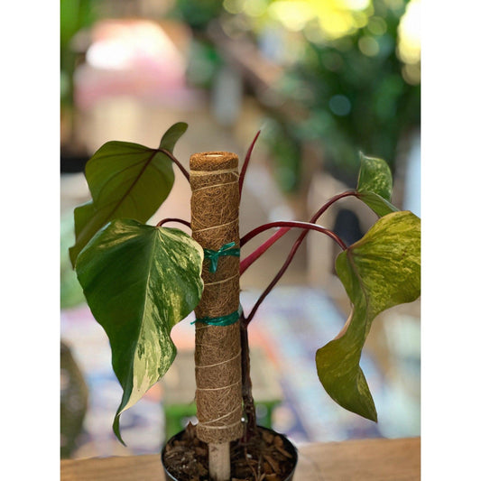 Philodendron ‘Strawberry Shake’-available at Hidden Seed Plant Shop