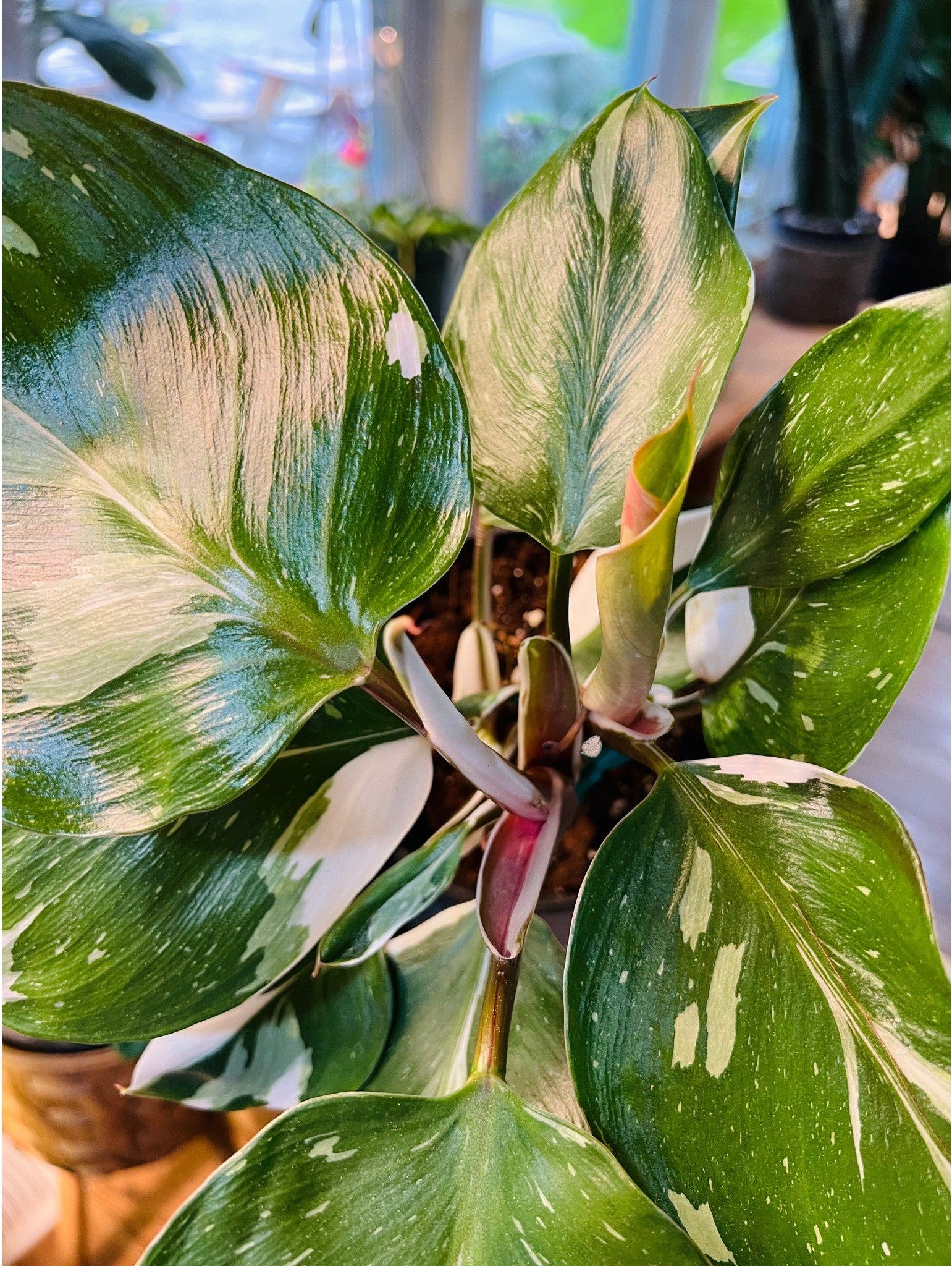Philodendron White Knight Tri-Color 6”-available at Hidden Seed Plant Shop