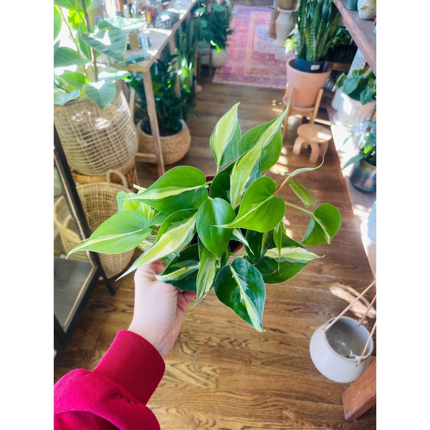 Philodendron 'Silver Stripe’ - Hidden Seed Plant Shop