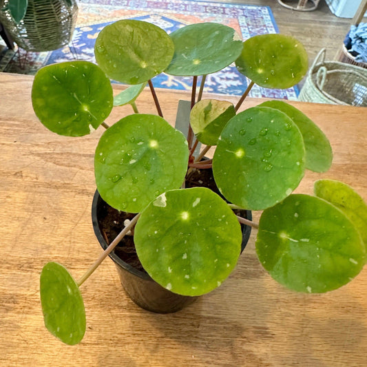 Pilea *Variegated* 'Chinese Money Plant' (Peperomioides)-available at Hidden Seed Plant Shop